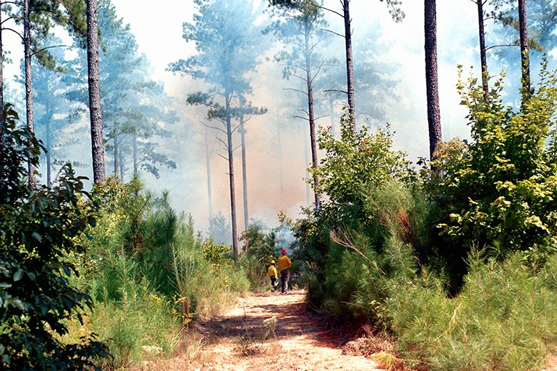 wildland firefighters